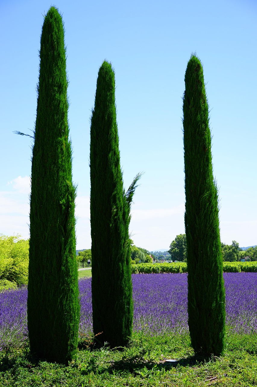 cypress, lavender field, lavender, lavender cultivation, purple, ornamental plant, crop, real lavender, lavender flowers, violet, provence, goult, france, tree, real cypress, italian cypress, nature, mediterranean cypress, cupressus sempervirens, columnar cypress, mourning cypress, cypress family, cupressaceae, elongated, long, pointed, evergreen, columnar, ciperbom, cipirboum, cippress tree, cipres, cypres, cypresse, cypress apple, cypress tree, cypressienbom, cypress wood, zipres, zipperbom