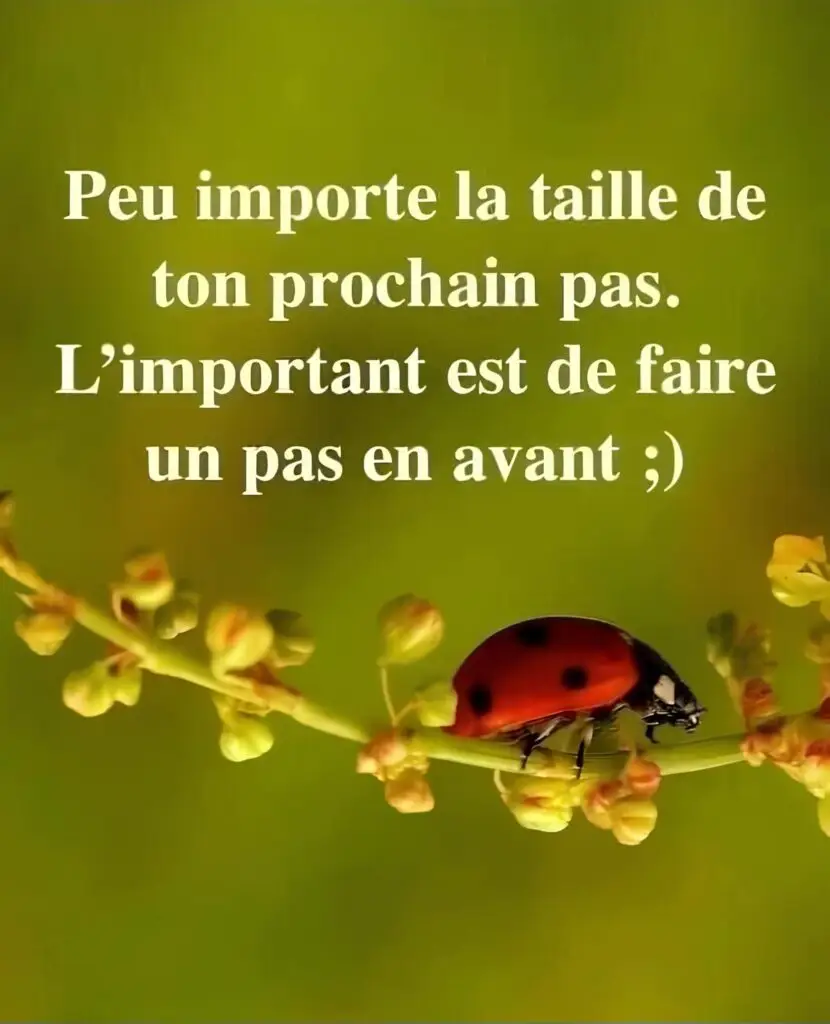 COCCINELLE SUR BRANCHE 1